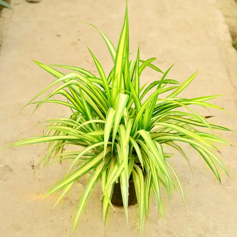 Pandanus / Screwpine (Pune Variety) in 8 Inch Nursery Pot