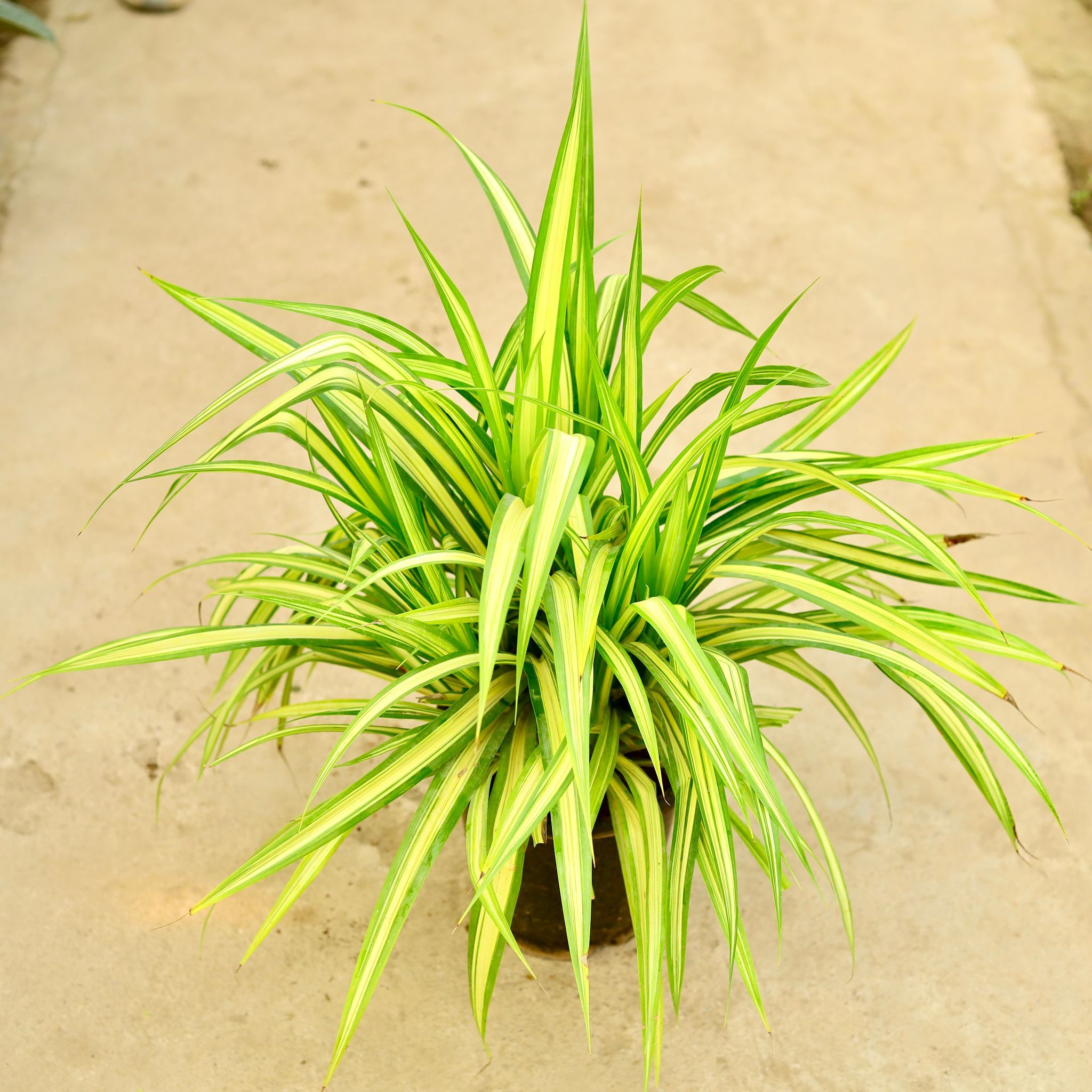 Pandanus / Screwpine (Pune Variety) in 8 Inch Nursery Pot