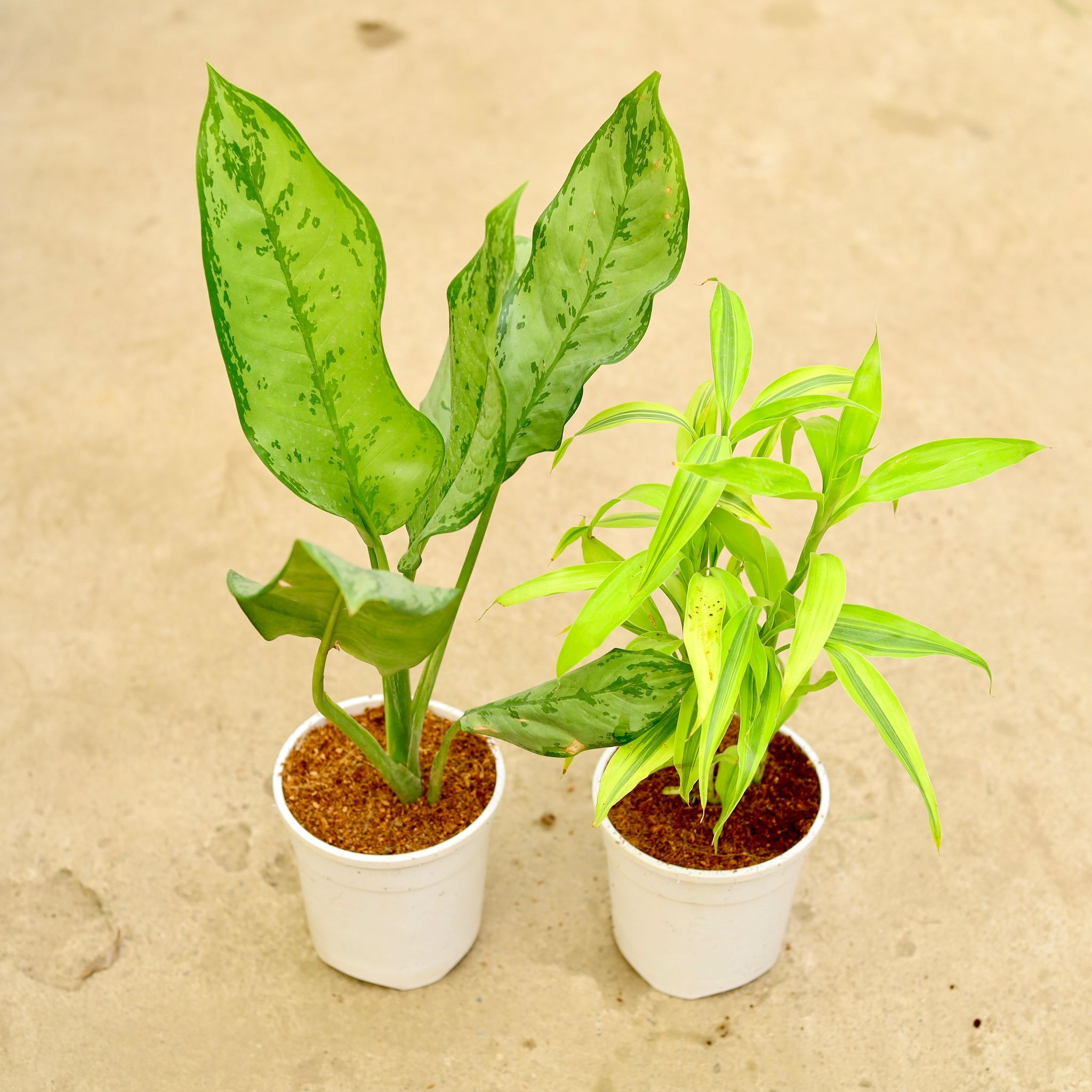Air Purifying - Set of 2 - Aglaonema Filipica & Lucky Bamboo in 5 Inch White Nursery Pot