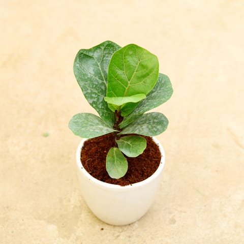 Fiddle Leaf Fig / Ficus Lyrata in 6 Inch Live Plant Classy White Cup Ceramic Pot