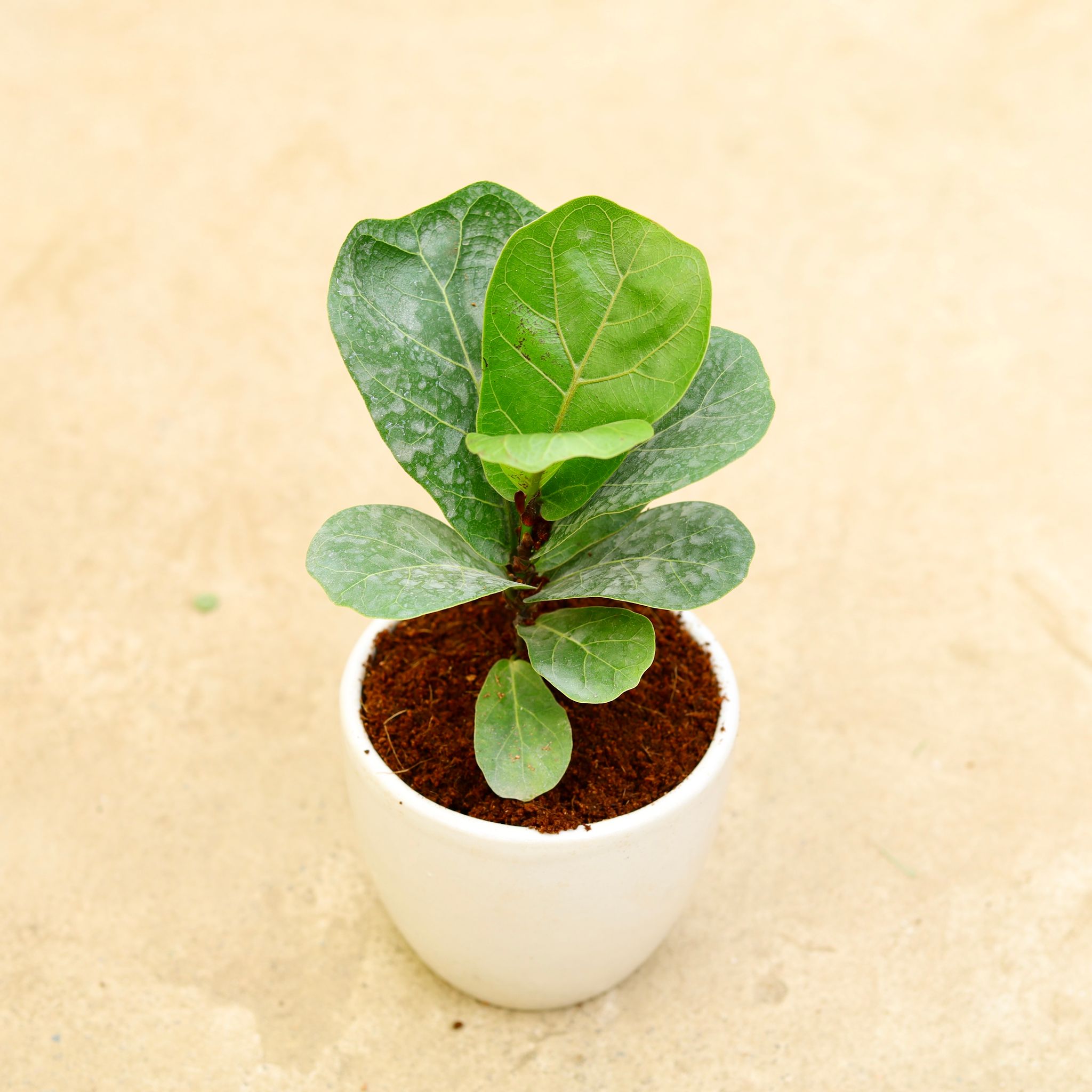 Fiddle Leaf Fig / Ficus Lyrata in 6 Inch Classy White Cup Ceramic Pot