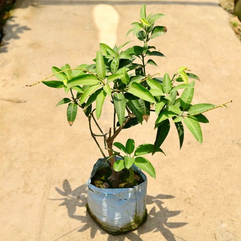Thai Mango in 10 Inch Nursery Bag