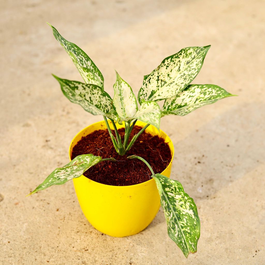 Buy Aglaonema Snow White in 6 Inch Yellow Premium Orchid Round Plastic Pot Online | Urvann.com Aglaonema Snow White in 6 Inch Yellow Premium Orchid Round Plastic Pot