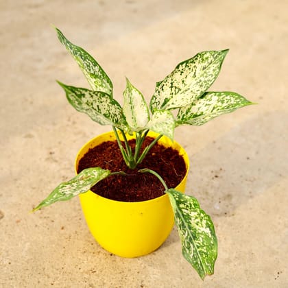 Buy Aglaonema Snow White in 6 Inch Yellow Premium Orchid Round Plastic Pot Online | Urvann.com