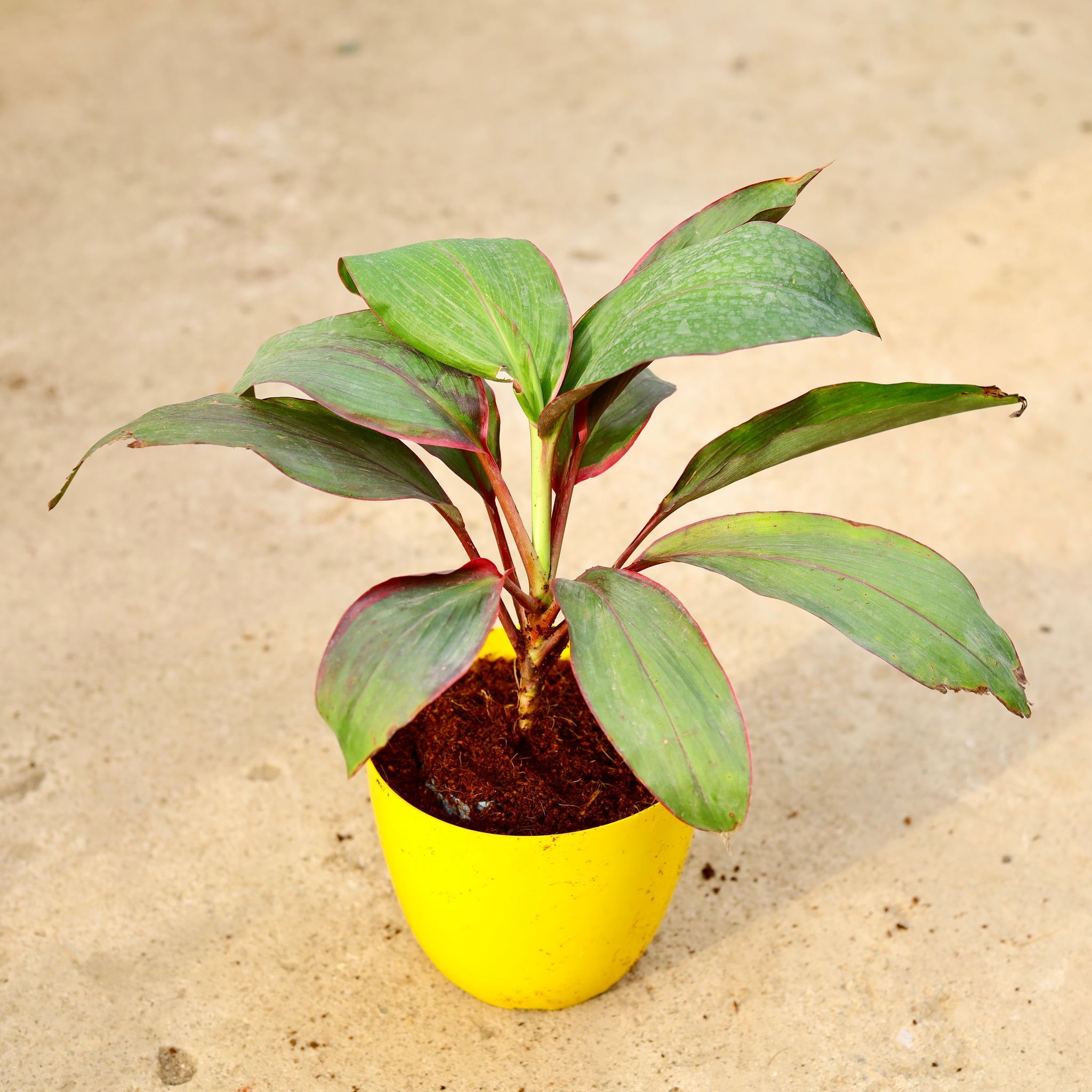 Dracaena Kedarnath in 6 Inch Yellow Premium Orchid Round Plastic Pot