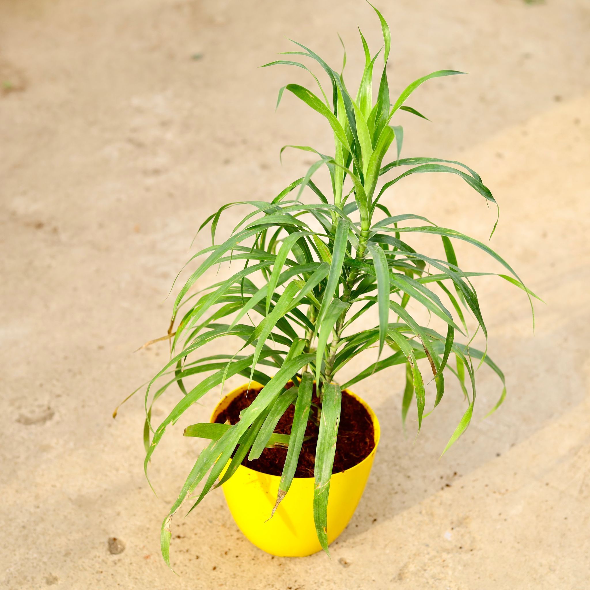 Dracaena Green in 6 Inch Yellow Premium Orchid Round Plastic Pot