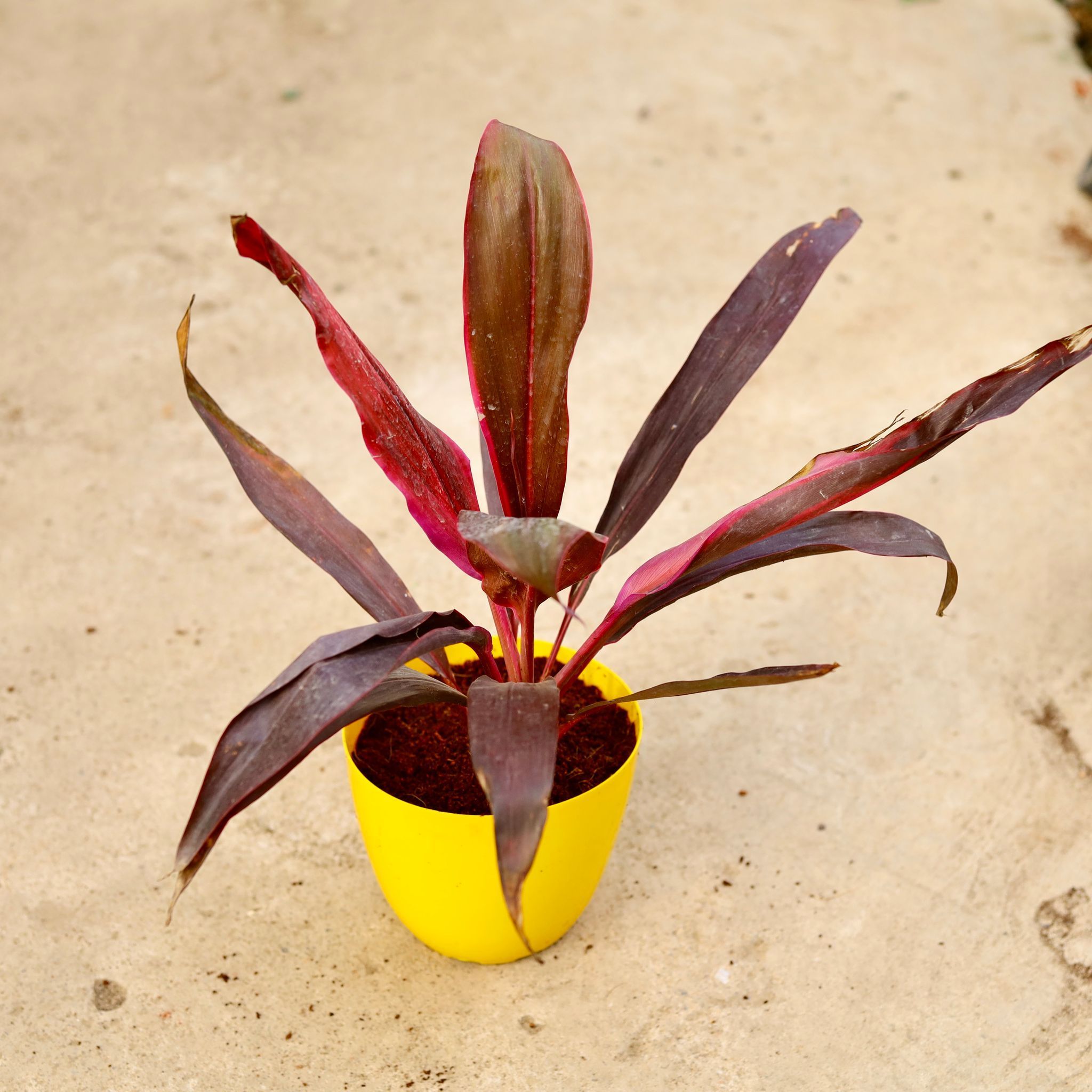 Dracaena Mahatma in 6 Inch Yellow Premium Orchid Round Plastic Pot