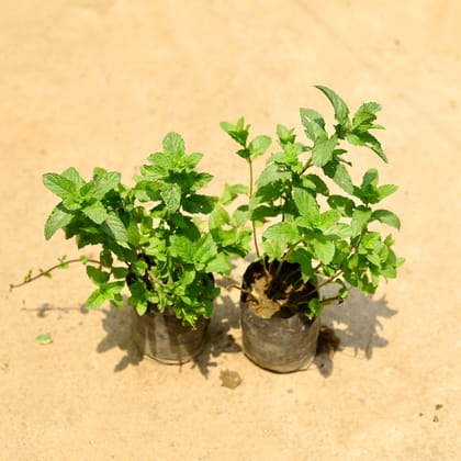 Buy Set of 2 - Mint / Pudina in 4 Inch Nursery Bag Online | Urvann.com