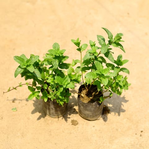 Set of 2 - Mint / Pudina in 4 Inch Nursery Bag