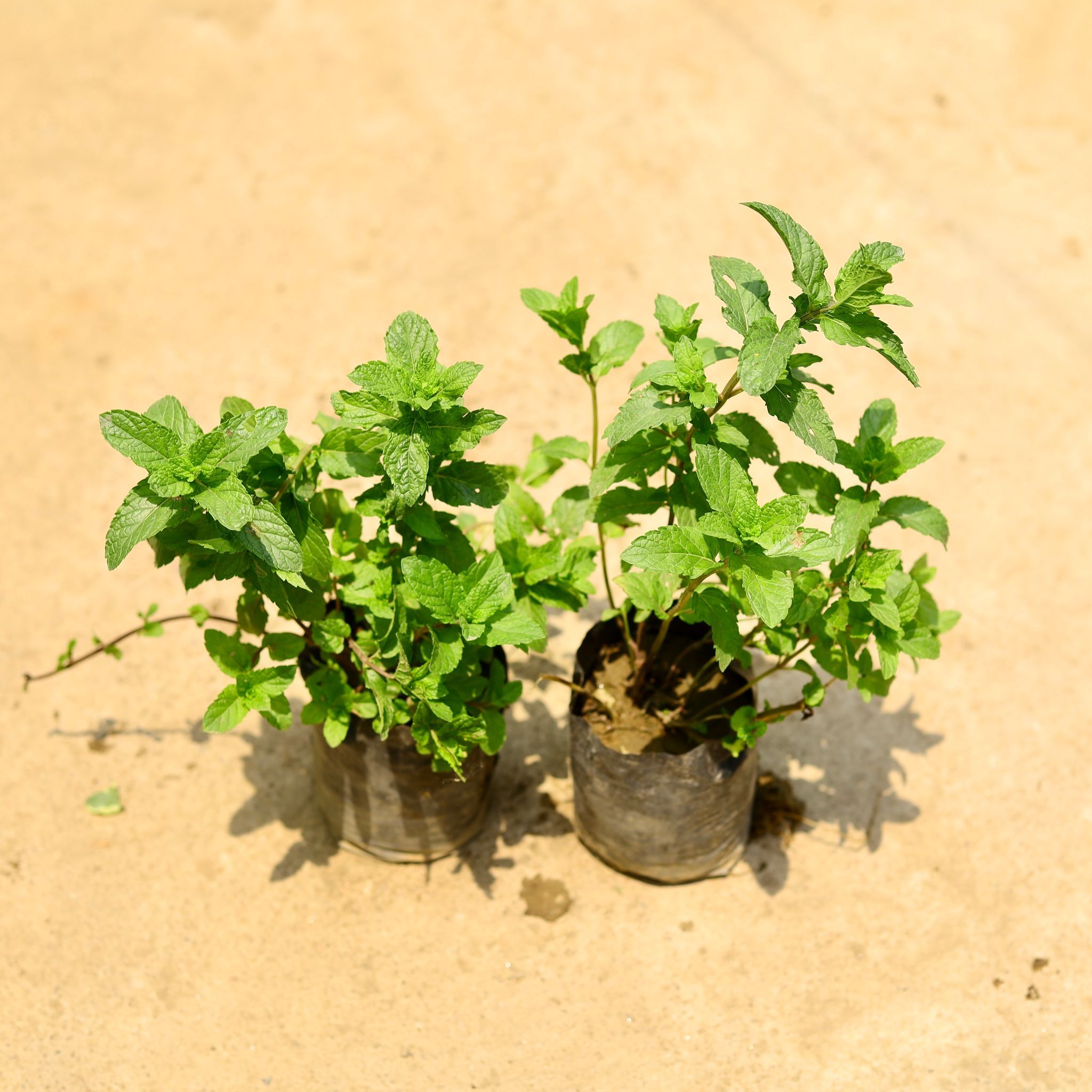 Set of 2 - Mint / Pudina in 4 Inch Nursery Bag