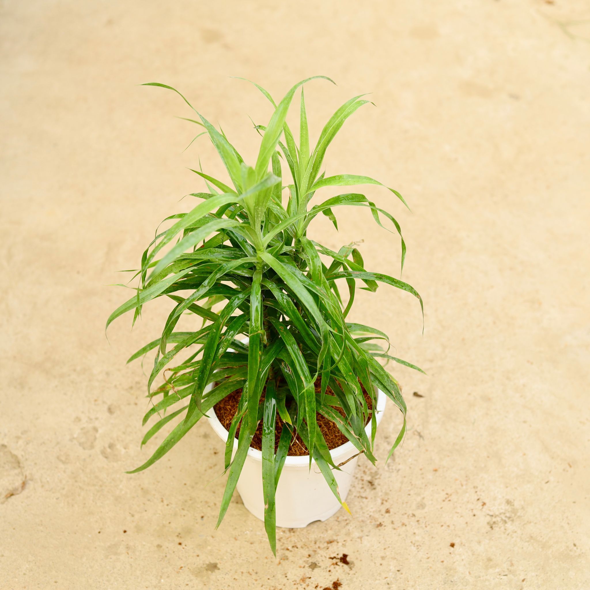 Dracaena Green in 8 Inch White Nursery Pot