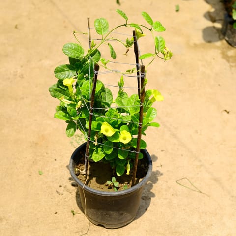 Allamanda (any colour) in 10 Inch Nursery Pot