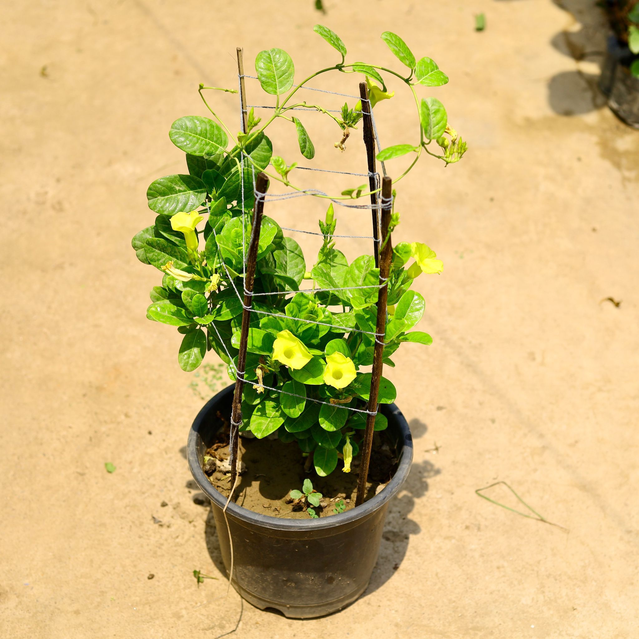 Allamanda (any colour) in 10 Inch Nursery Pot