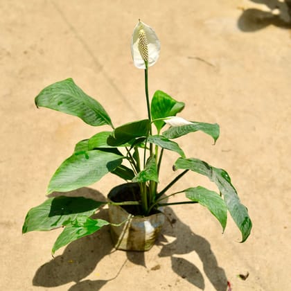 Buy Peace Lily (any colour) in 8 Inch Nursery Bag Online | Urvann.com