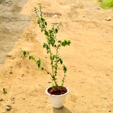 Hibiscus / Gudhal White in 10 Inch White Classy Plastic Pot