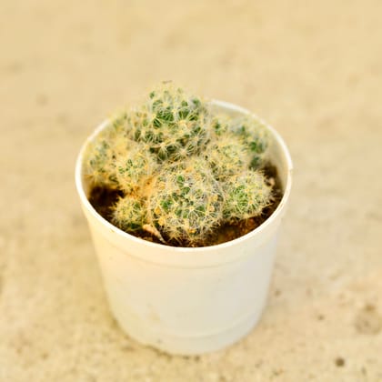 Buy Cactus Mammillaria in 3 Inch Nursery Pot Online | Urvann.com