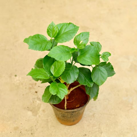 Hibiscus / Gudhal Dwarf (Pune Variety) in 6 Inch Nursery Pot