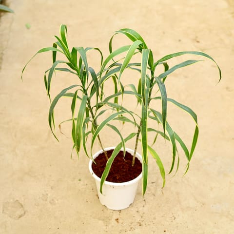 Air Purifying - Dracaena Varmica in 8 Inch Live Plant White Nursery Pot