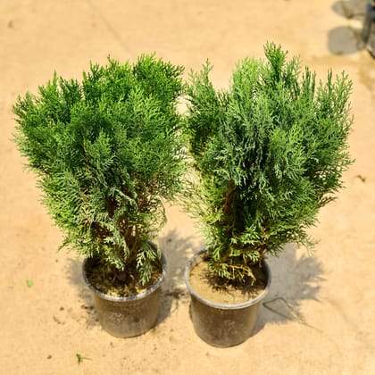 Buy Set of 2 - Morpankhi in 6 Inch Nursery Pot Online | Urvann.com