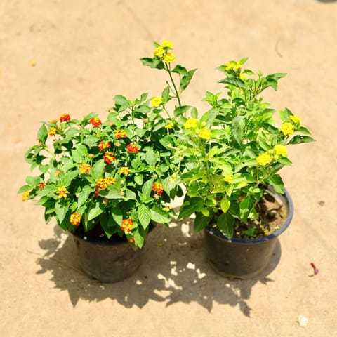 Set of 2 - Lantana ( Red & Yellow) in 8 Inch Nursery Pot