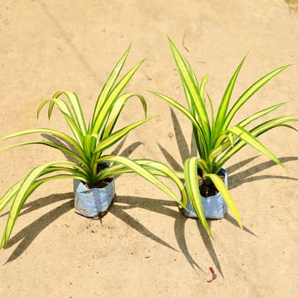 Buy Set of 2 - Pandanus in 4 Inch Nursery Bag Online | Urvann.com