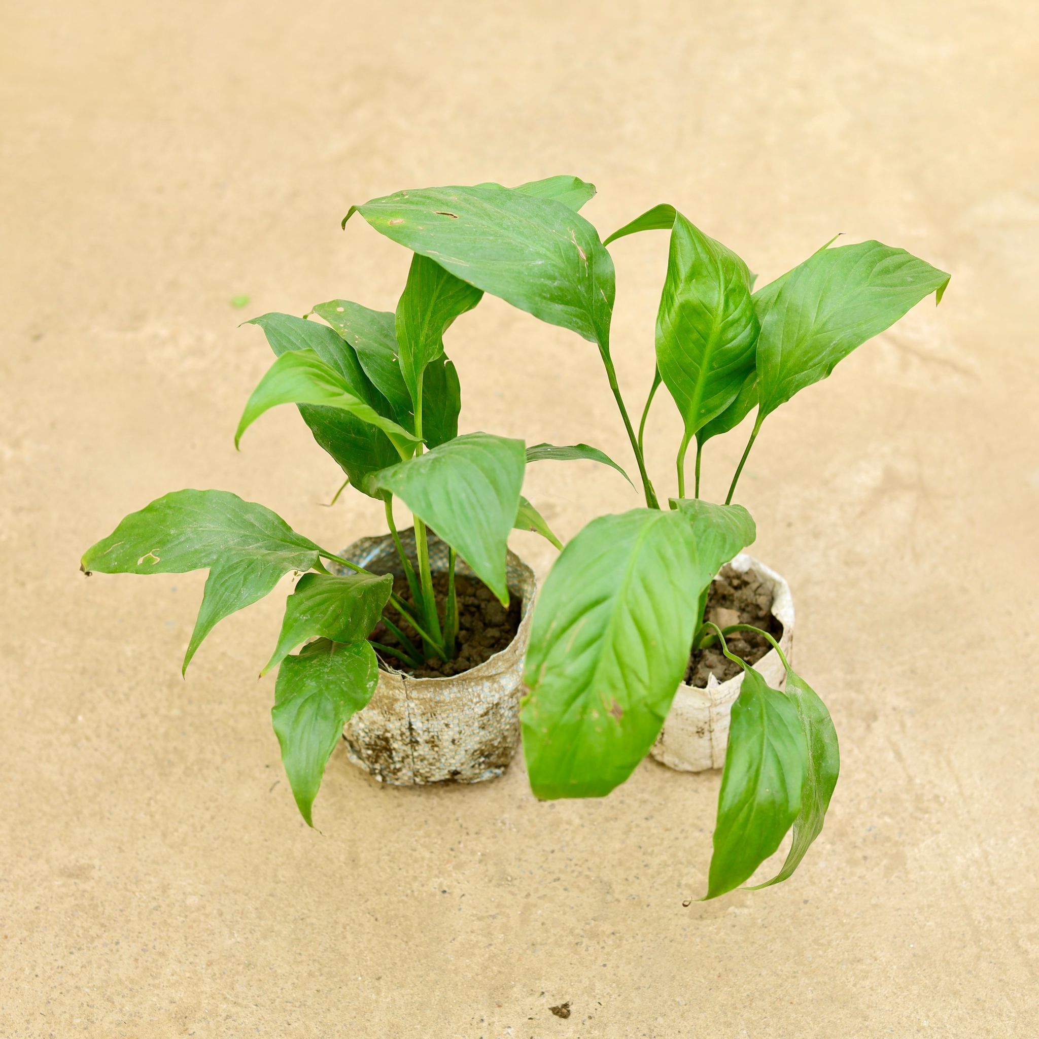 Set of 2 - Peace Lily in 4 Inch Nursery Bag