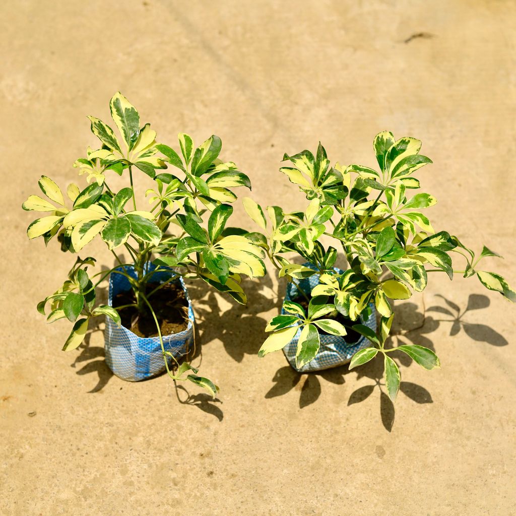 Set of 2 - Schefflera Vareigated in 4 Inch Nursery Bag