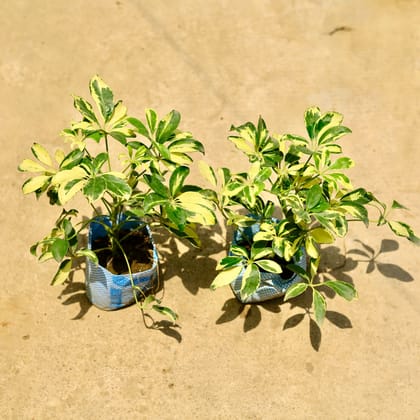 Buy Set of 2 - Schefflera Vareigated in 4 Inch Nursery Bag Online | Urvann.com