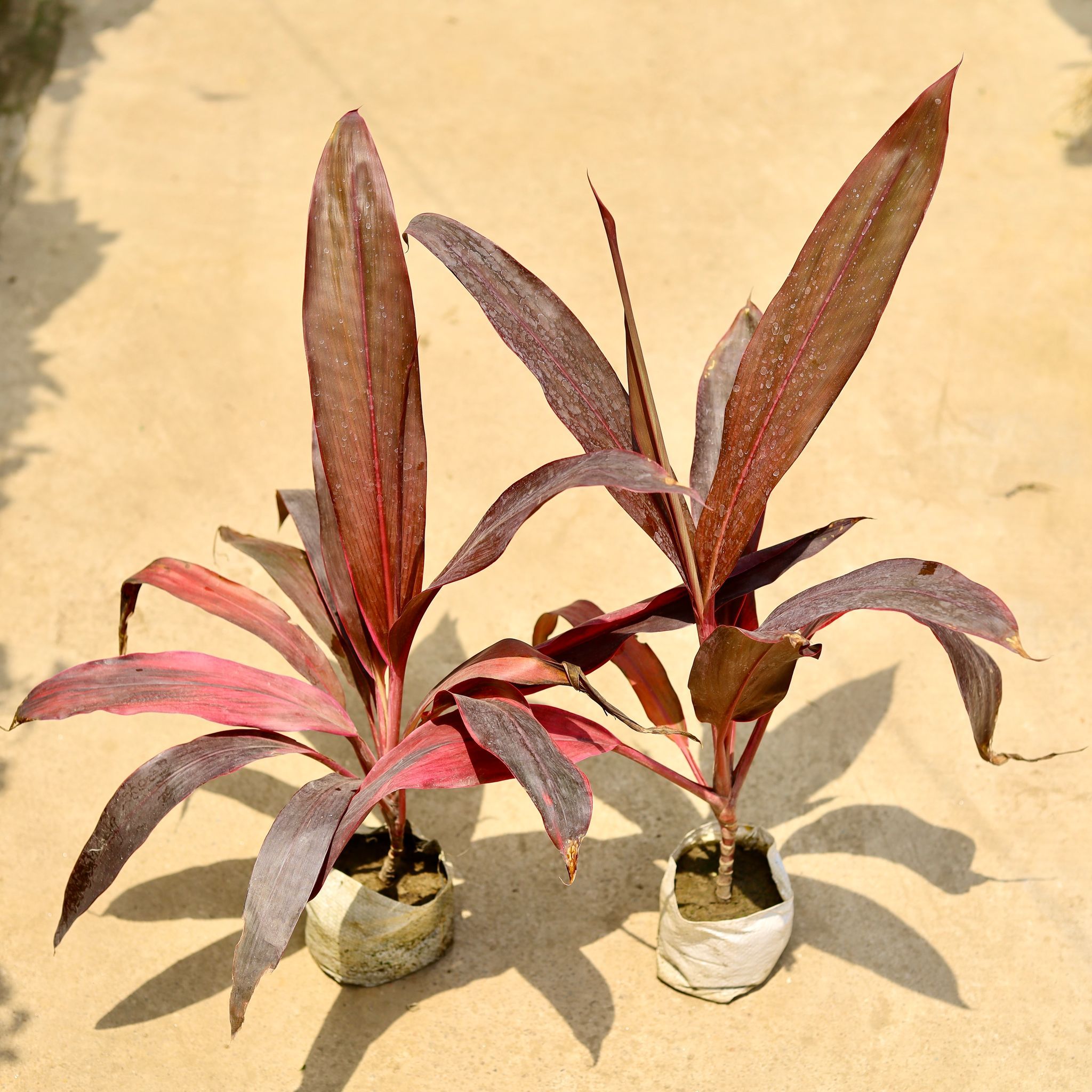 Set of 2 - Dracaena Red in 4 Inch Nursery Bag