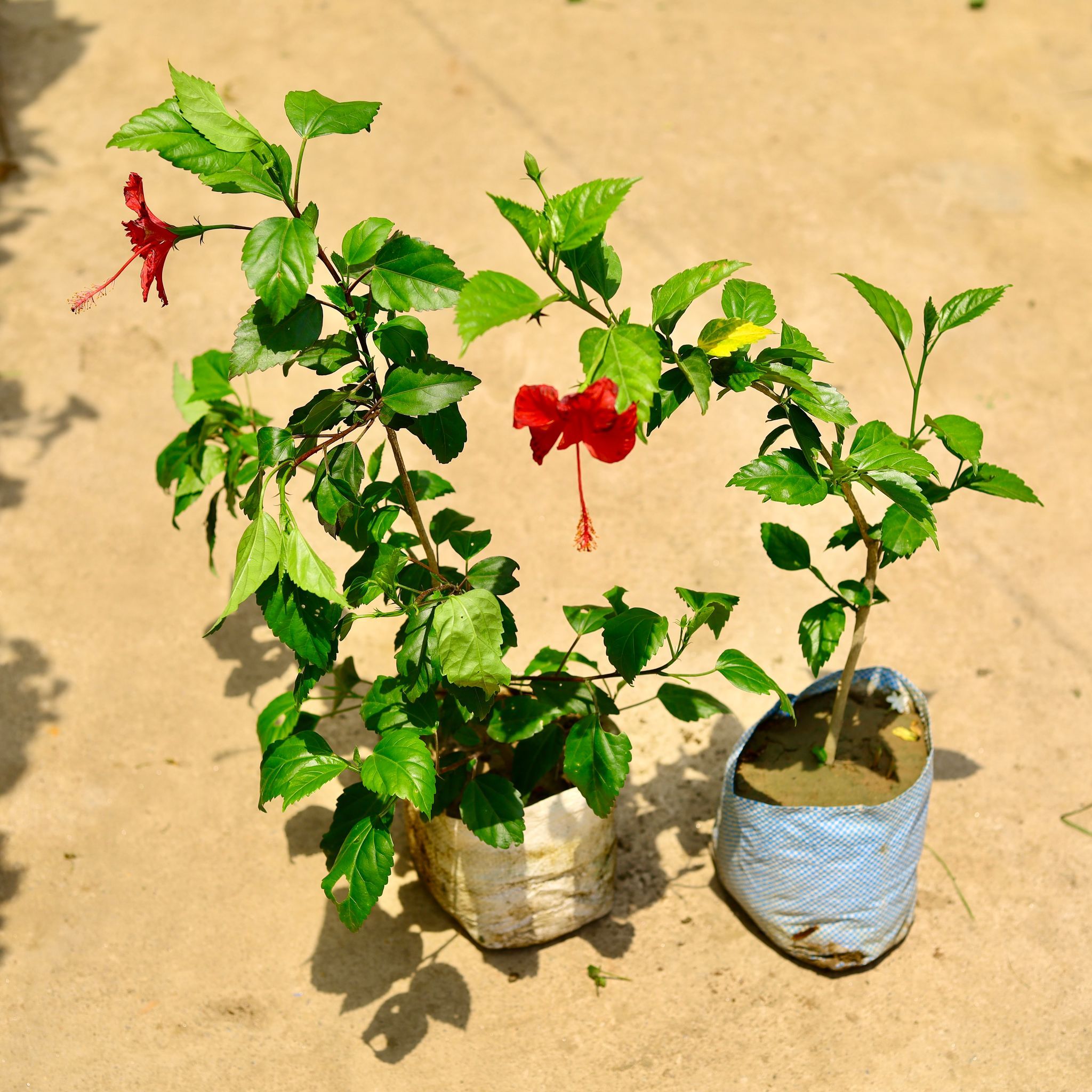 Set of 2 - Hibiscus Red in 4 Inch Nursery Bag