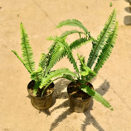Buy Set of 2 - Fern green in 6 Inch Nursery Pot Online | Urvann.com