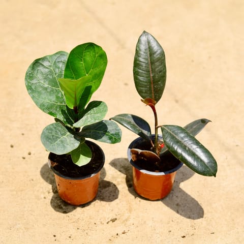 Air Purifying - Set of 2 - Fiddle Leaf Fig / Ficus Lyrata & Rubber green in 4 Inch Nursery Pot