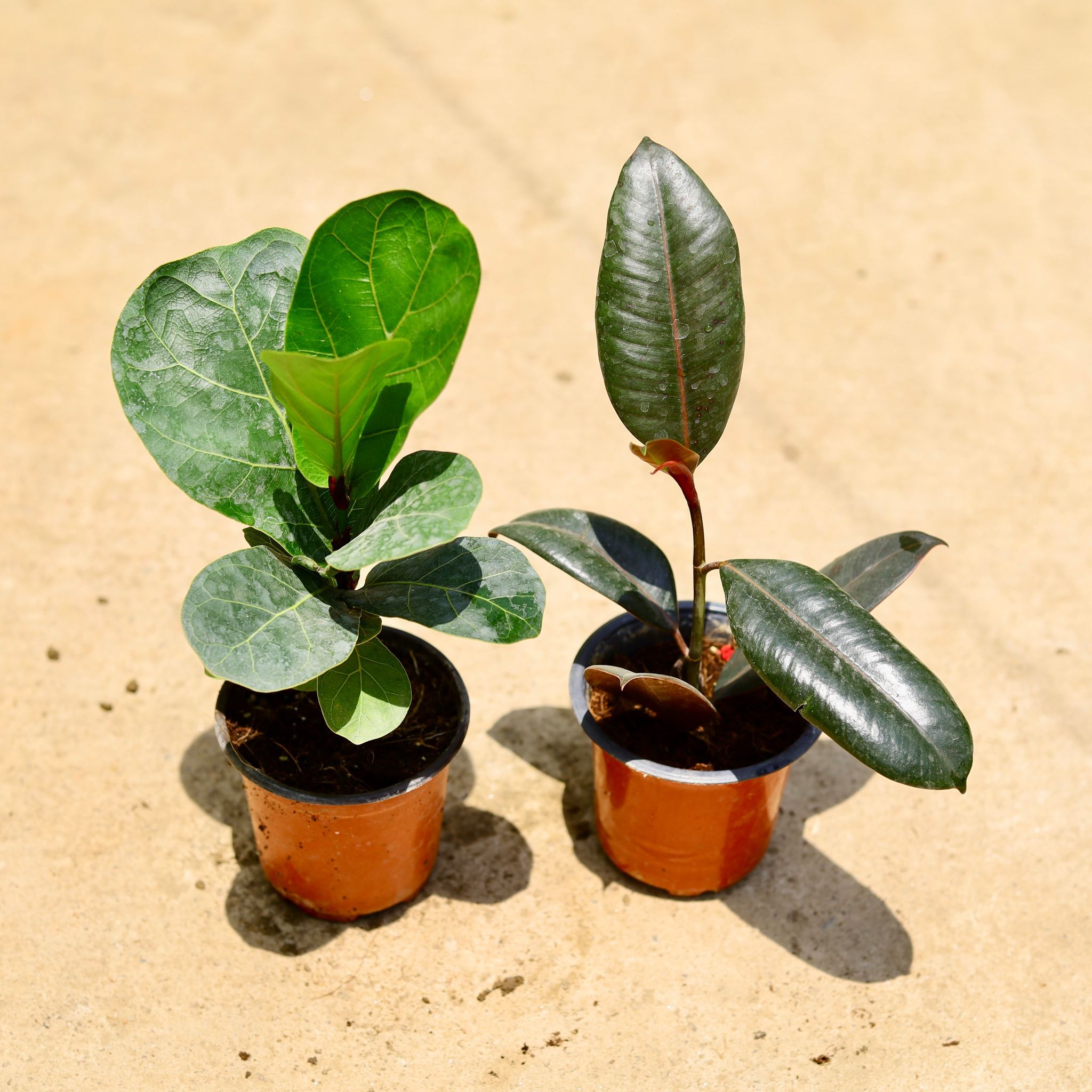 Air Purifying - Set of 2 - Fiddle Leaf Fig / Ficus Lyrata & Rubber green in 4 Inch Nursery Pot