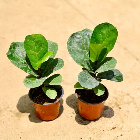 Air Purifying - Set of 2 - Fiddle Leaf Fig / Ficus Lyrata in 4 Inch Live Plant Nursery Pot