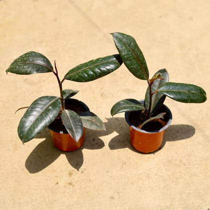 Buy Set of 2 - Rubber Green in 4 Inch Nursery Pot Online | Urvann.com