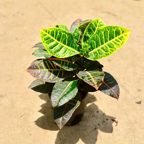 Croton Petra in 6 Inch Nursery Pot