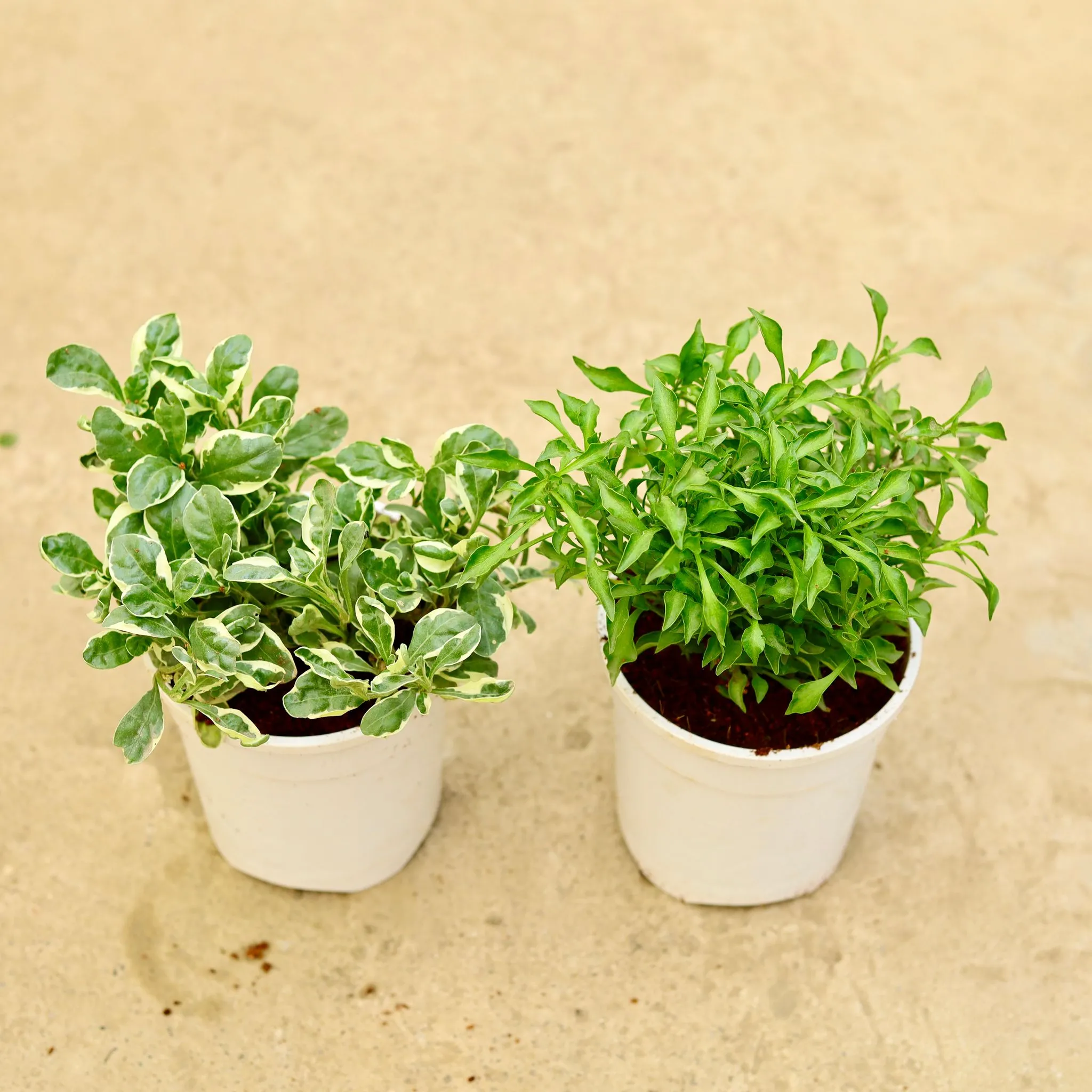 Set of 2 - Alternanthera - Green & White in 5 Inch White Nursery Pot