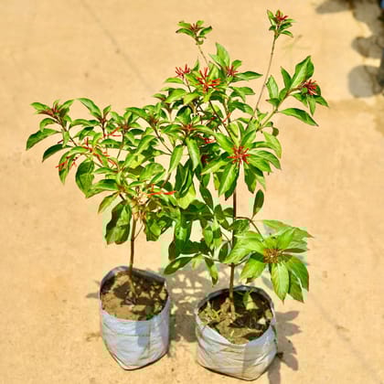 Buy Set of 2 - Hamelia in 8 Inch Nursery Bag Online | Urvann.com