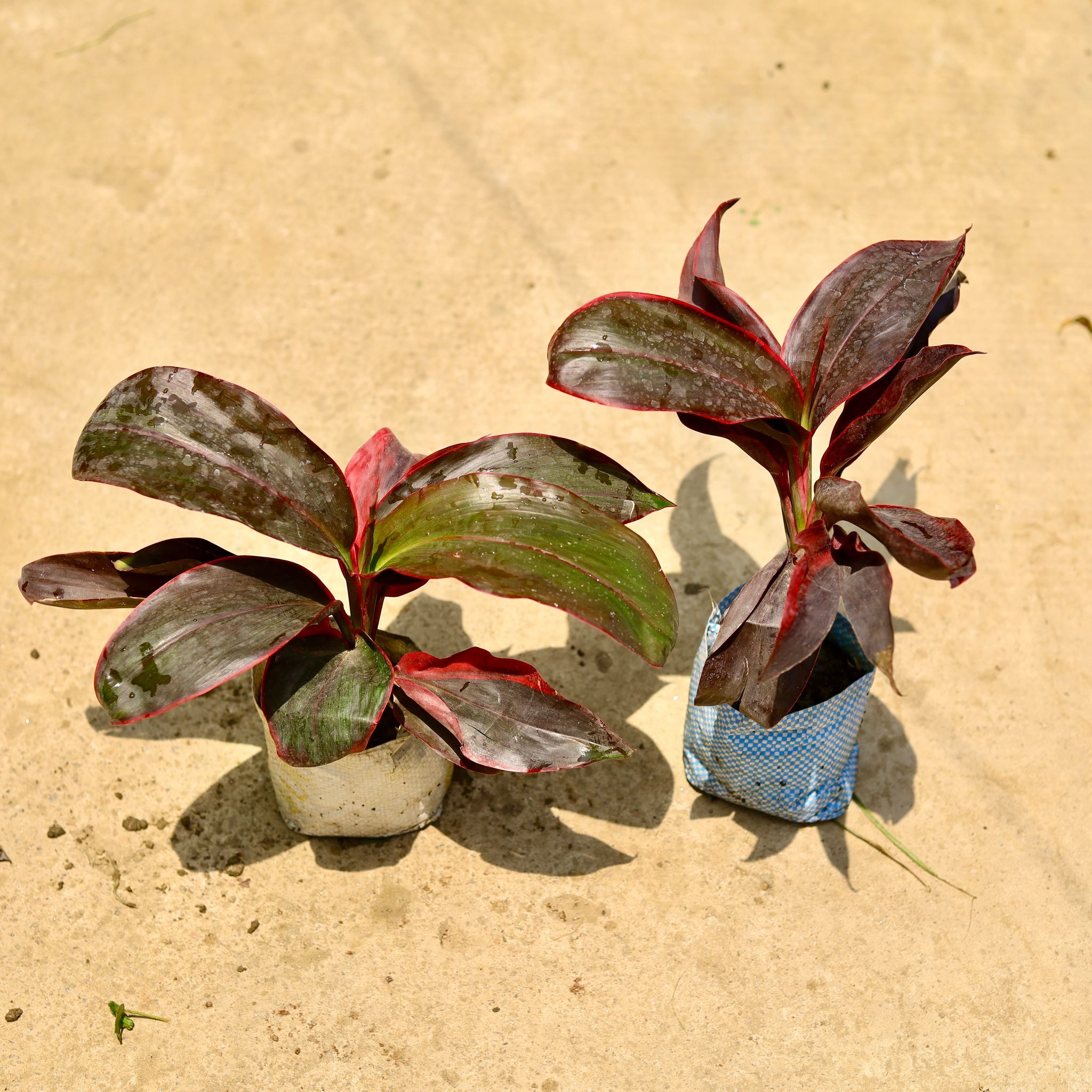 Set of 2 - Dracaena Rosea in 4 Inch Nursery Bag