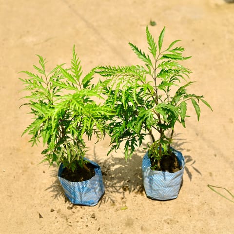 Set of 2 - Aralia Neem in 4 Inch Nursery Bag