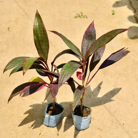 Air Purifying - Set of 2 - Dracaena Mahatma in 4 Inch Nursery Bag