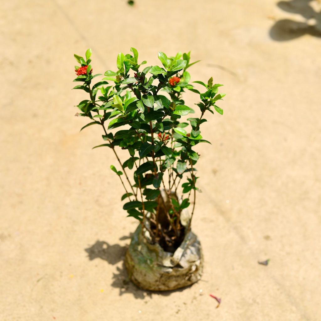 Buy Ixora miniature red in 8 Inch Nursery Bag Online | Urvann.com Ixora miniature red in 8 Inch Nursery Bag
