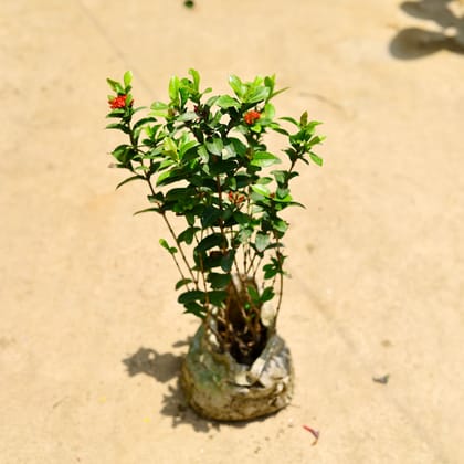 Buy Ixora miniature red in 8 Inch Nursery Bag Online | Urvann.com