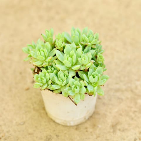 Sedum Adolphii Succulent in 3 Inch Nursery Pot