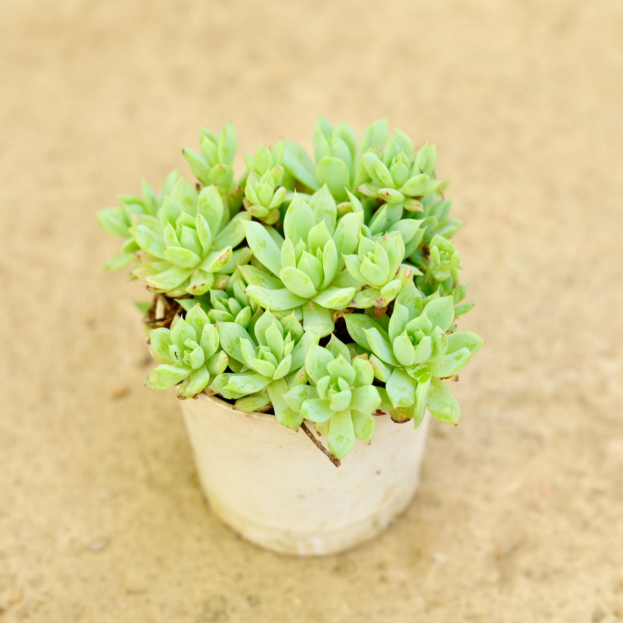 Sedum Adolphii Succulent in 3 Inch Nursery Pot