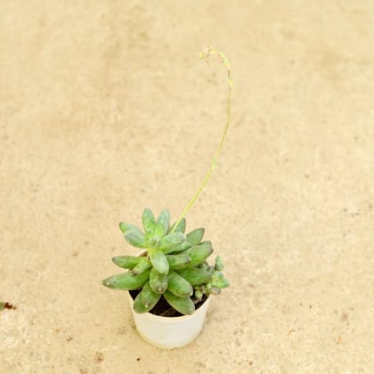 Buy Pachyphytum / Munga Succulent  in 3 Inch Nursery Pot Online | Urvann.com