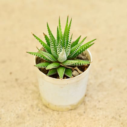 Buy Haworthia Zebrina Succulent in 3 Inch Nursery Pot Online | Urvann.com