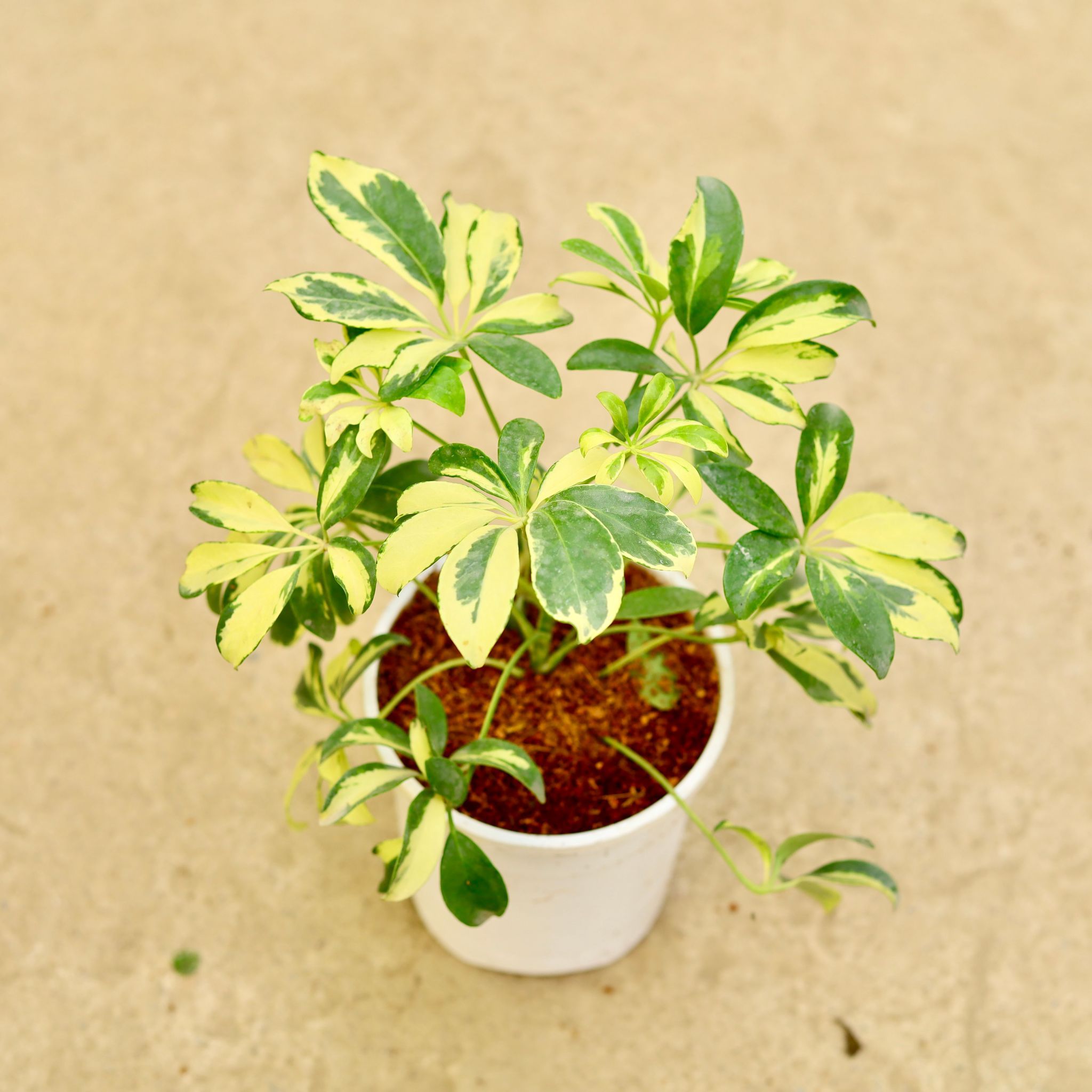 Schefflera Vareigated in 5 Inch White Nursery Pot