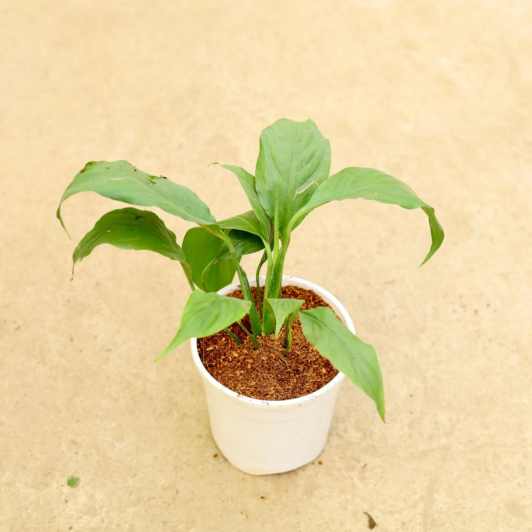 Peace Lily in 5 Inch White Nursery Pot