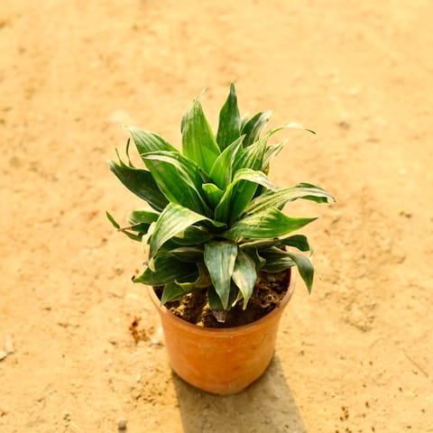 Air Purifying - Dracaena Compacta in 5 Inch Live Plant Nursery Pot